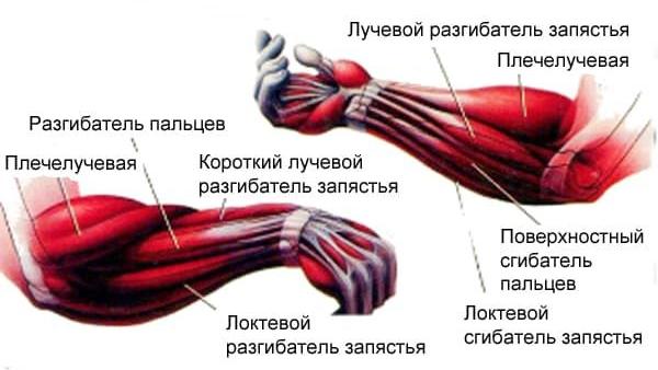 Какие мышцы качает эспандер ручной?